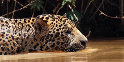  The Jaguar's Slumber: A Journey Through Ancient Brazilian Symbolism and Intricate Carving Techniques!